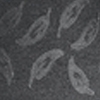 KOM