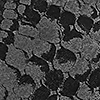 Scalon Black
