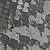 Scalon Ti